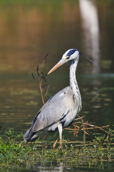 Bharatpur