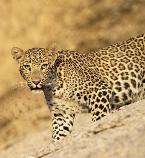 Jawai Leopard Safari in Rajasthan Exploration