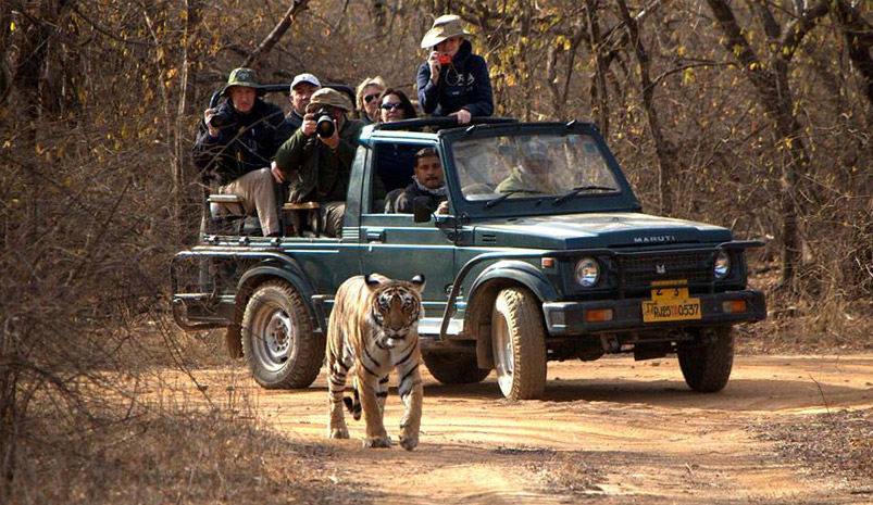 Ranthambore