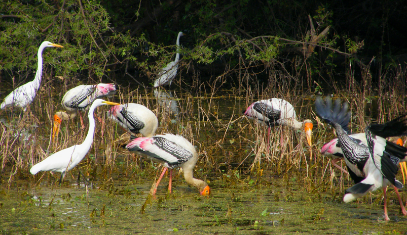 Bharatpur