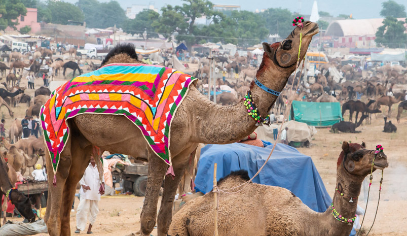 Jaipur Ajmer Pushkar Day Tour