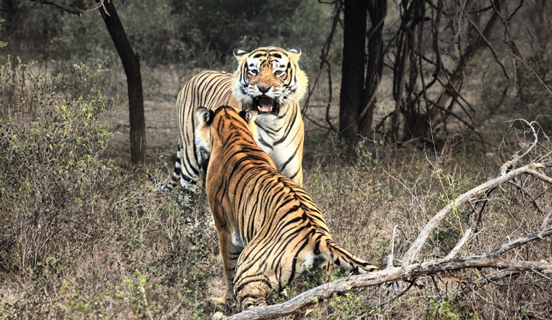 Jaipur Ranthambore Day Trip