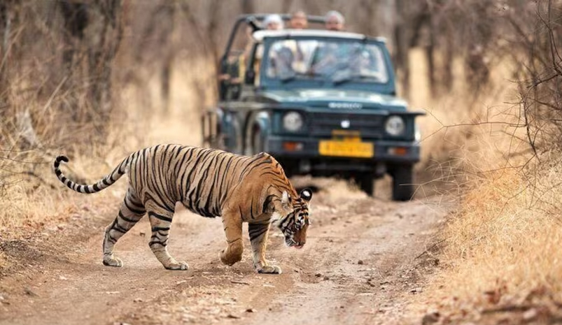 Jaipur Ranthambore Day Trip