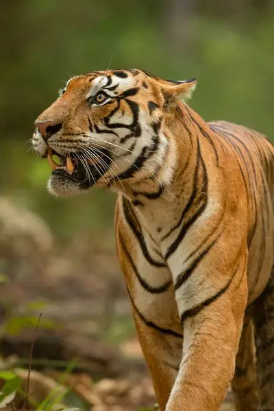 Ranthambore