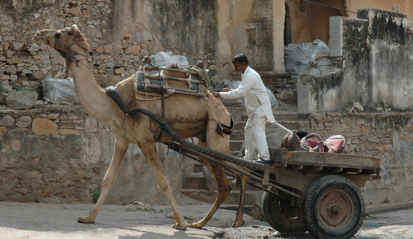 Jaipur Samode Day Tour