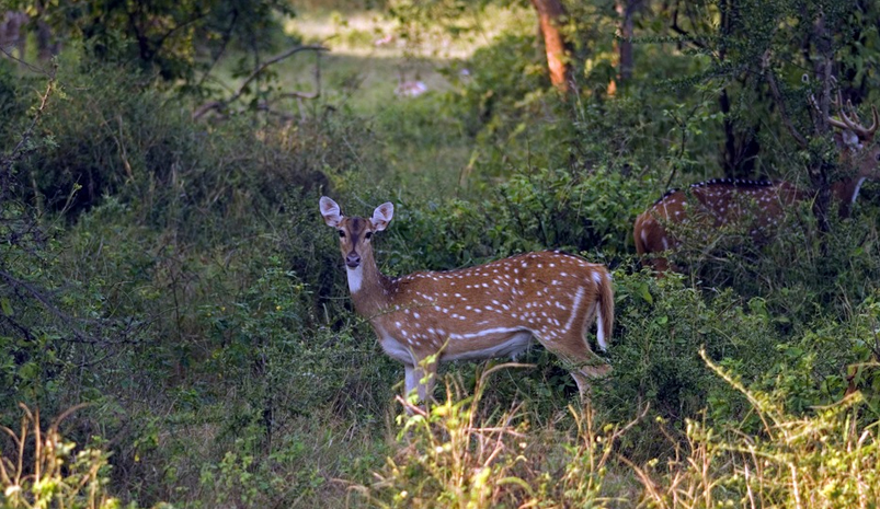 Jaipur Sariska One Day Trip