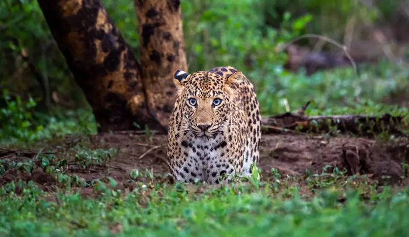 Jhalana Leopard Safari Trip