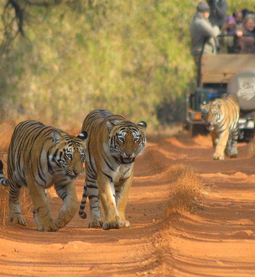 Nature and Wildlife Tours in Rajasthan